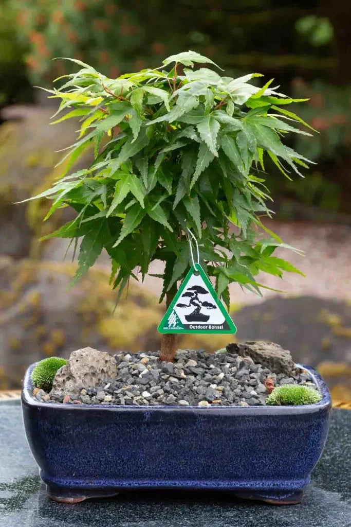 Bonsai Starters / Pre Bonsai Starts