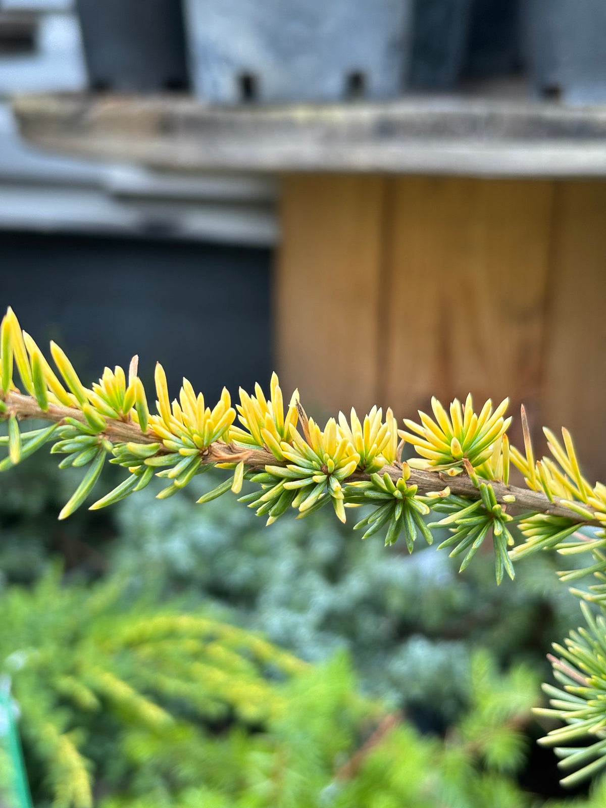Cedrus atlantica ‘Aurea’