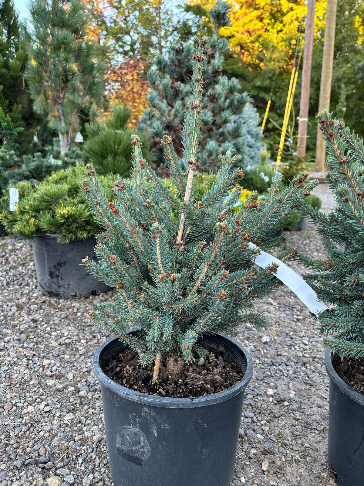 Blue Teardrop White Spruce