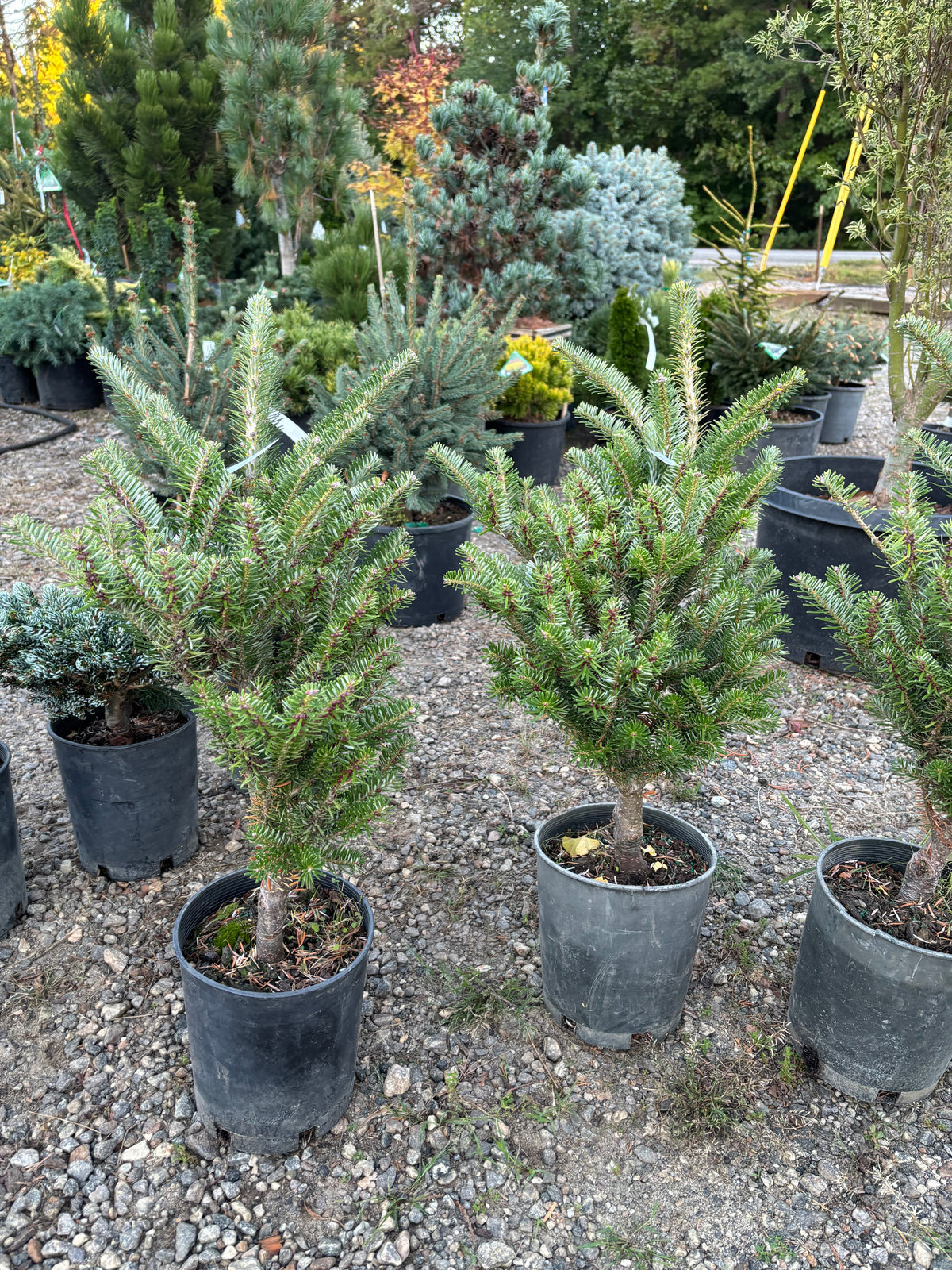 Abies Koreana ‘Golden Glow’