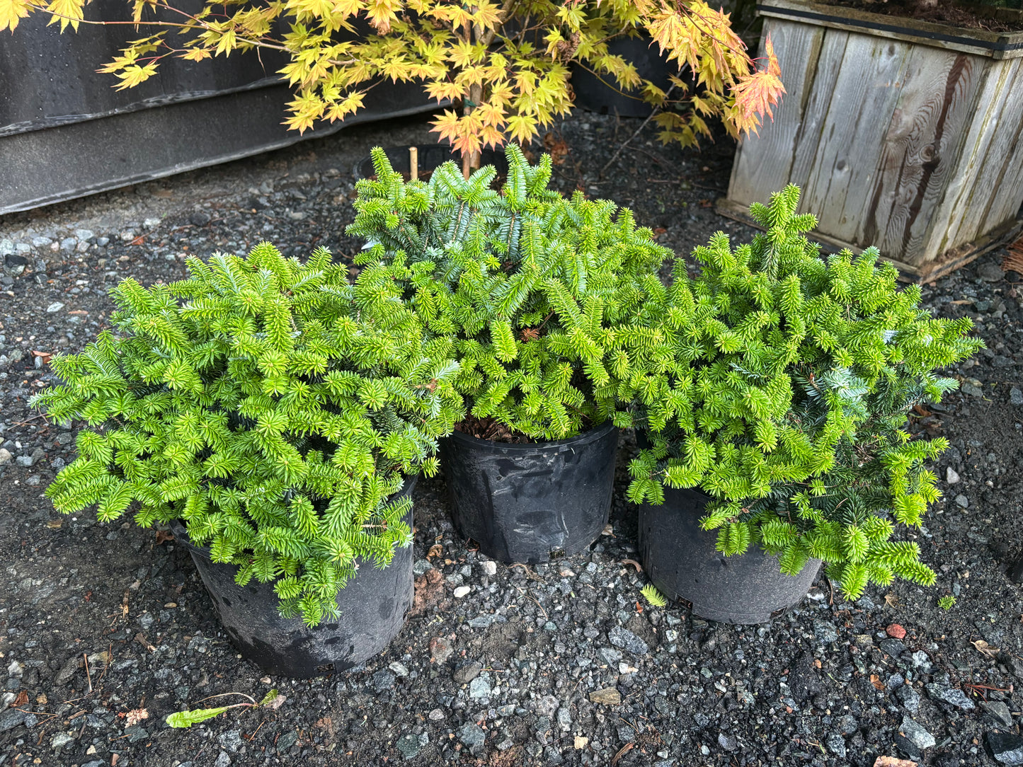 Piccolo Dwarf Balsam Fir