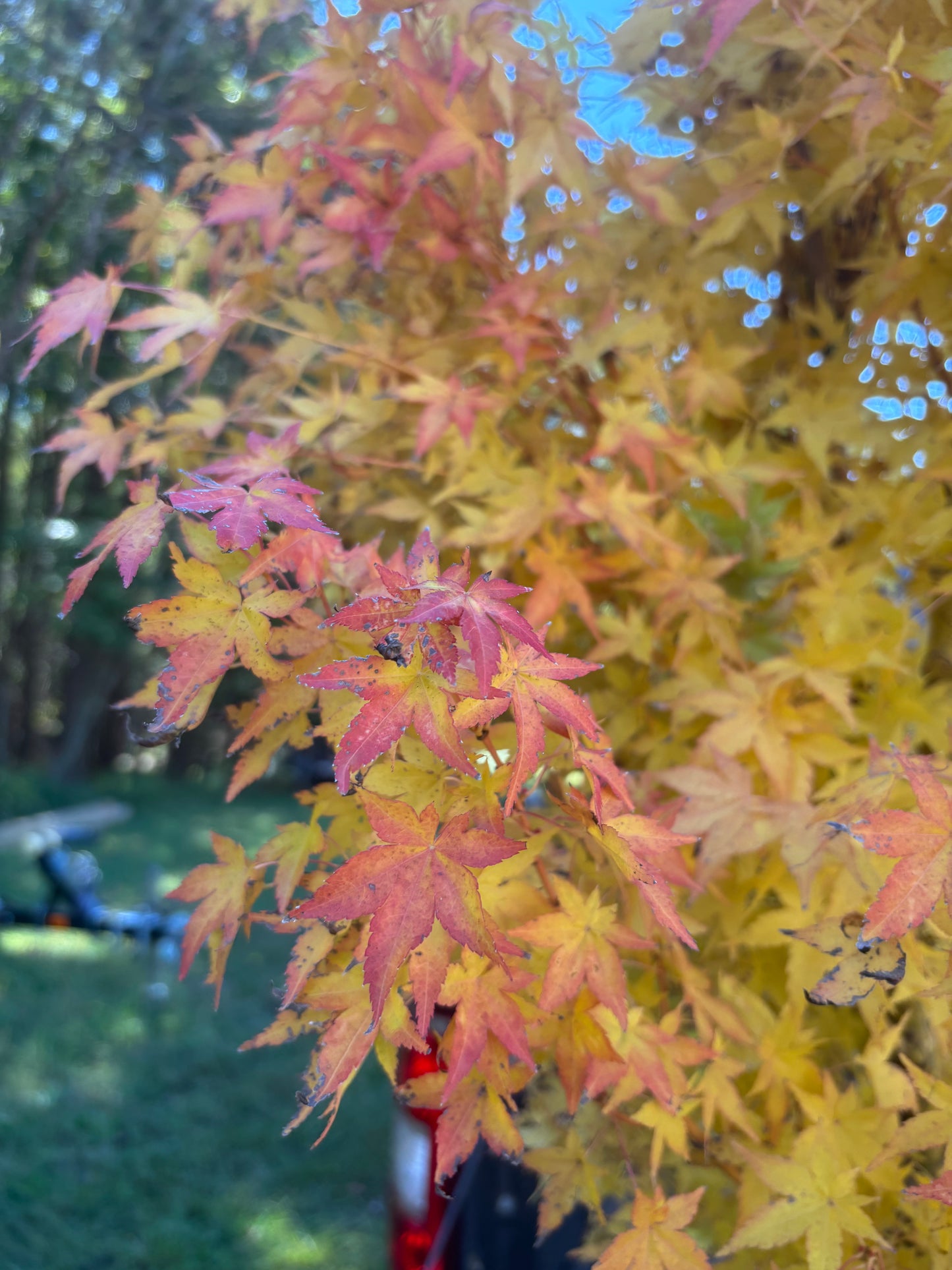 Acer palmatum 'Bihou'