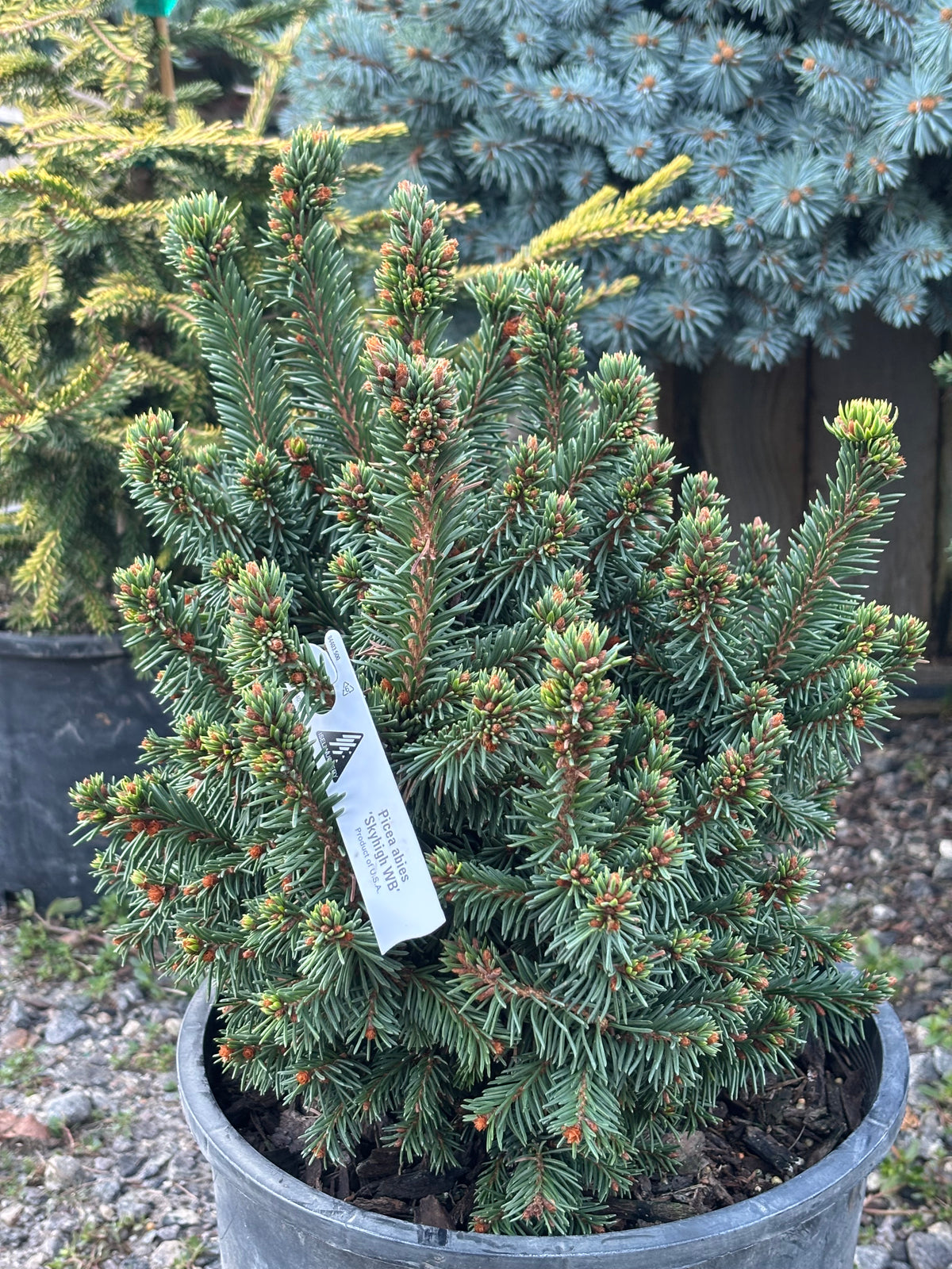 Picea abies ‘Skyhigh WB’