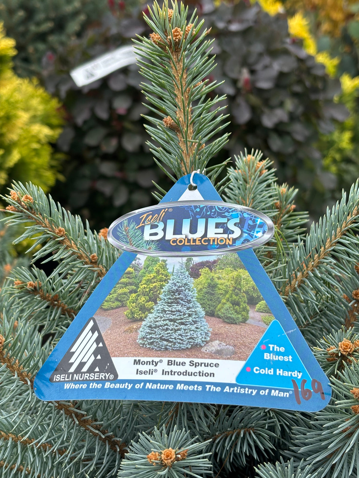Picea pungens ‘Monty’ Colorado Blue Spruce