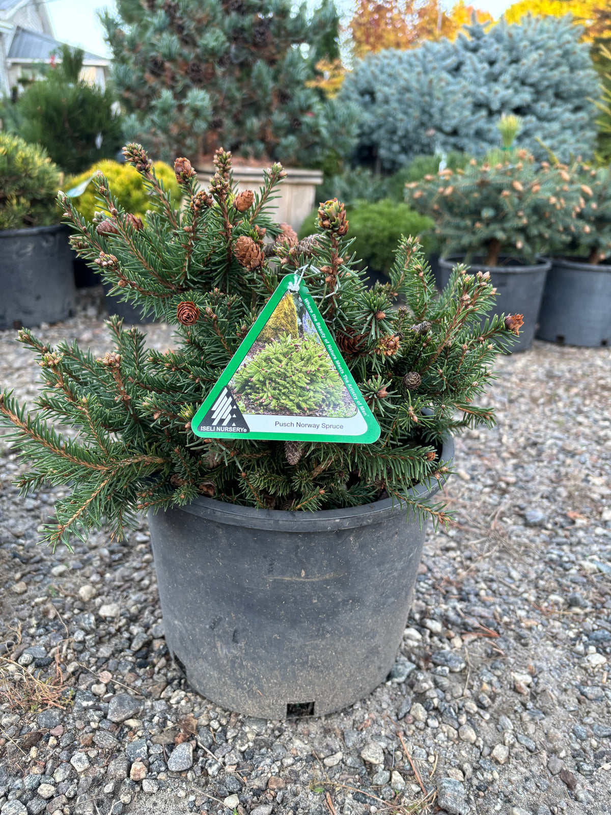 Picea abies ‘Pusch’