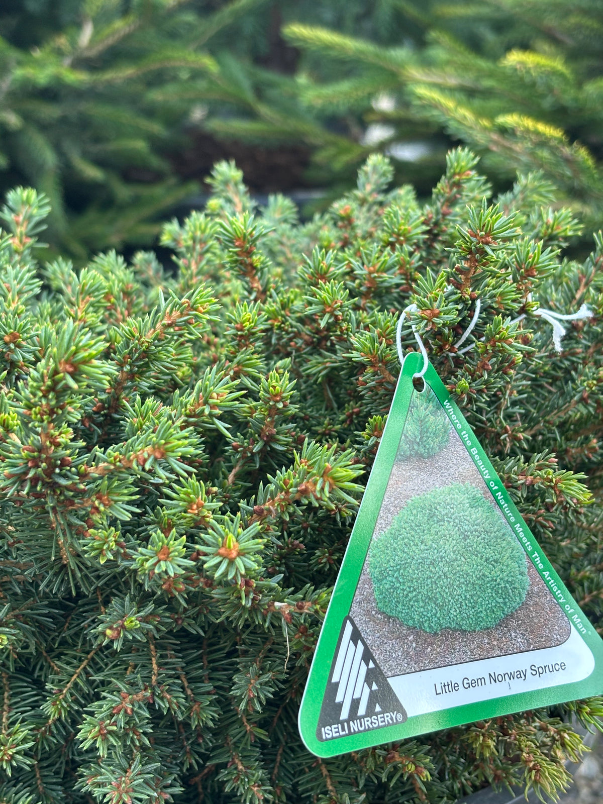 Picea Abies ‘Little Gem’ Norway Spruce