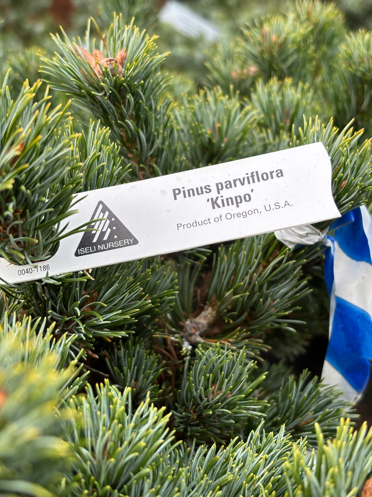 Pinus parviflora ‘Kinpo’