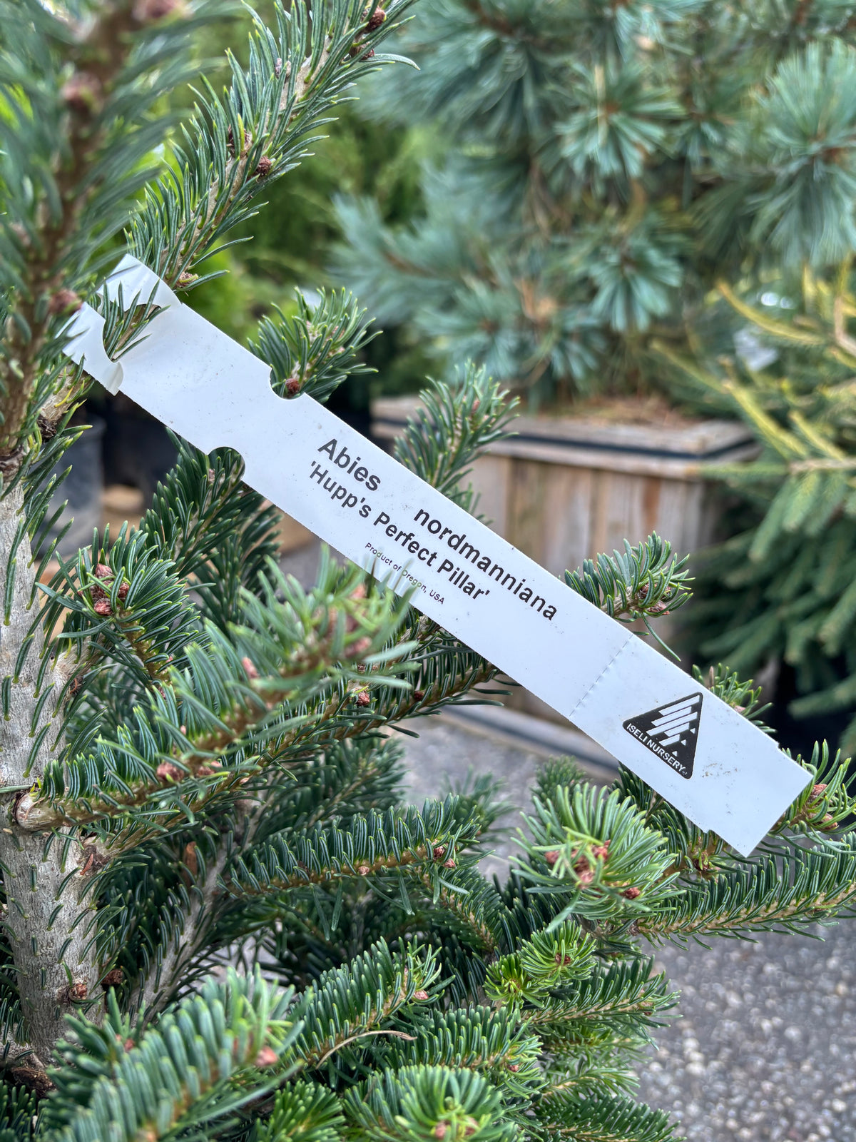 Hupp’s Perfect Pillar Nordmann Fir