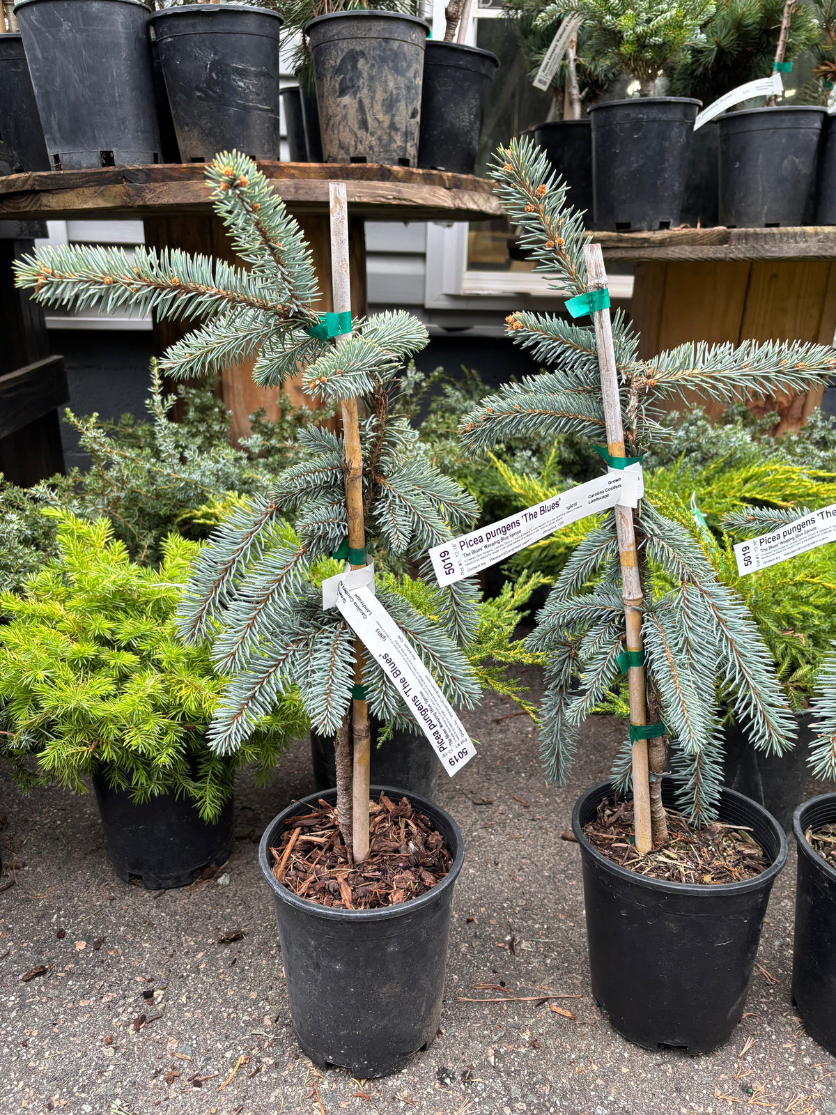 Picea pungens ‘The Blues’
