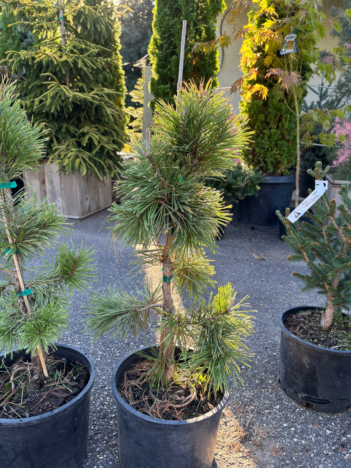 Pinus contorta ‘Taylor’s Sunburst’