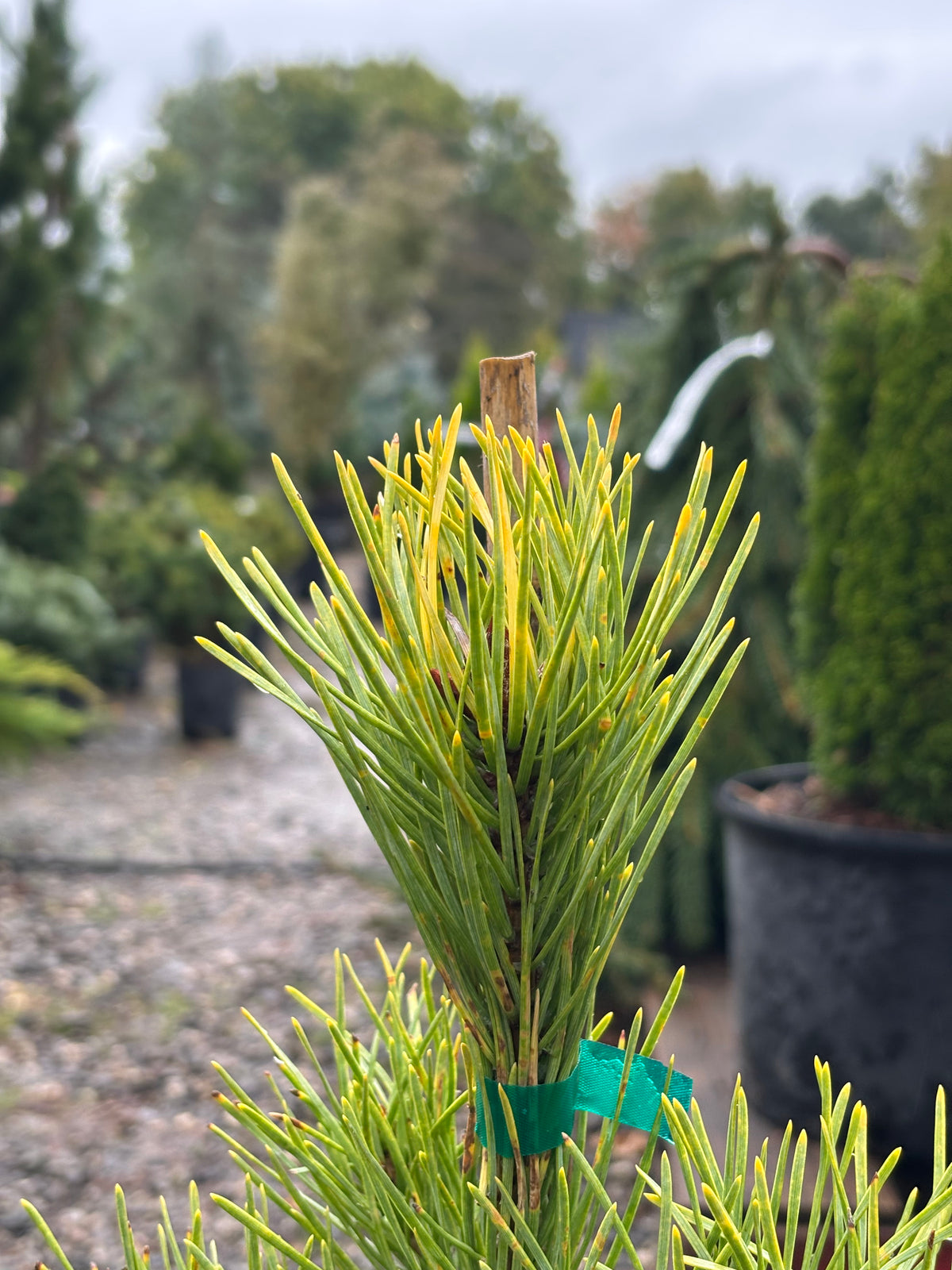 Pinus Sylvestris ‘Gold Coin’