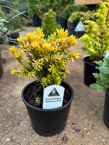 Fanciful Gardens Ultimate Conifer Color Package