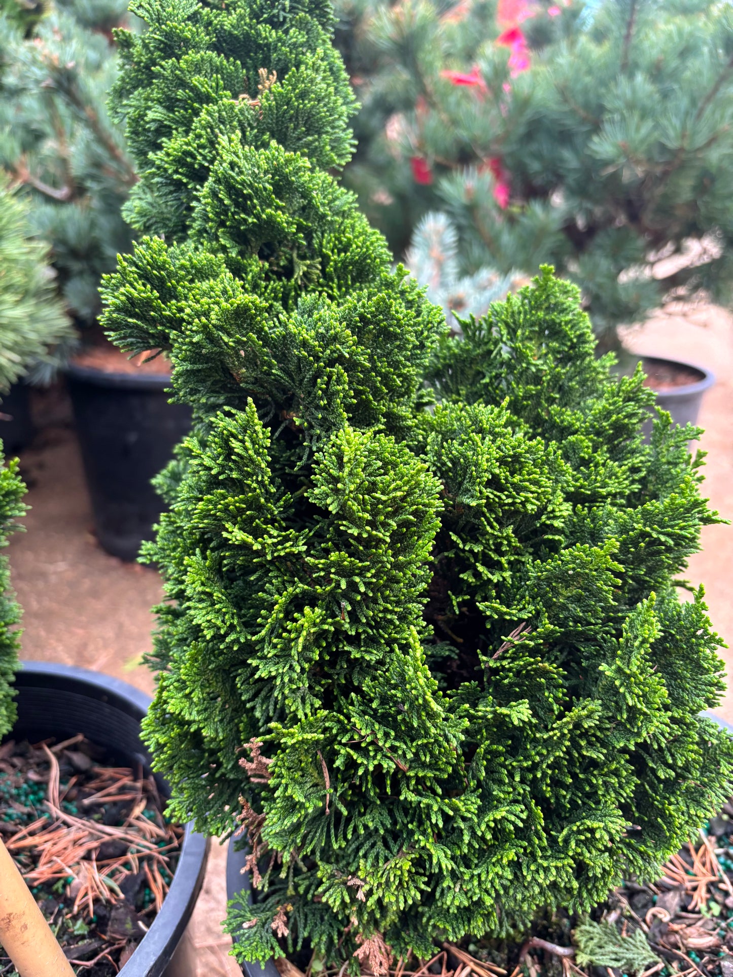 Chamaecyparis obtusa ‘Spiralis’