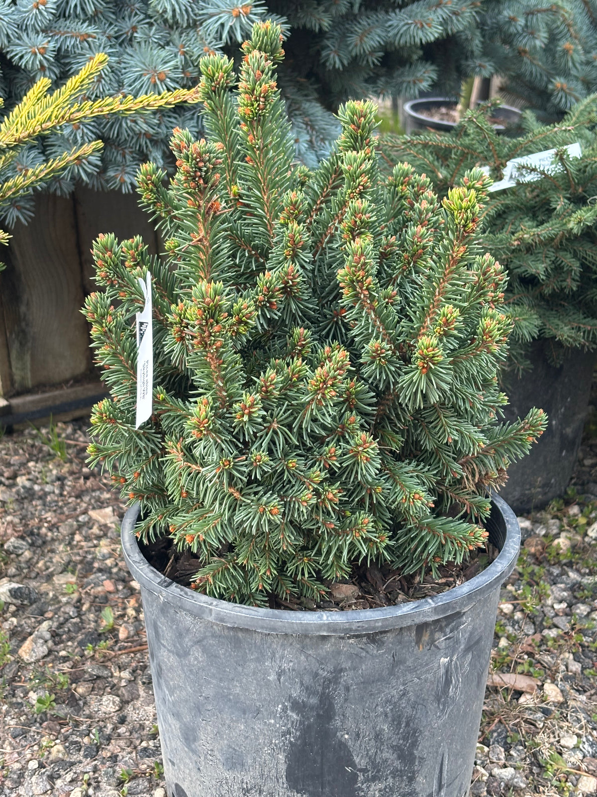 Picea abies ‘Skyhigh WB’