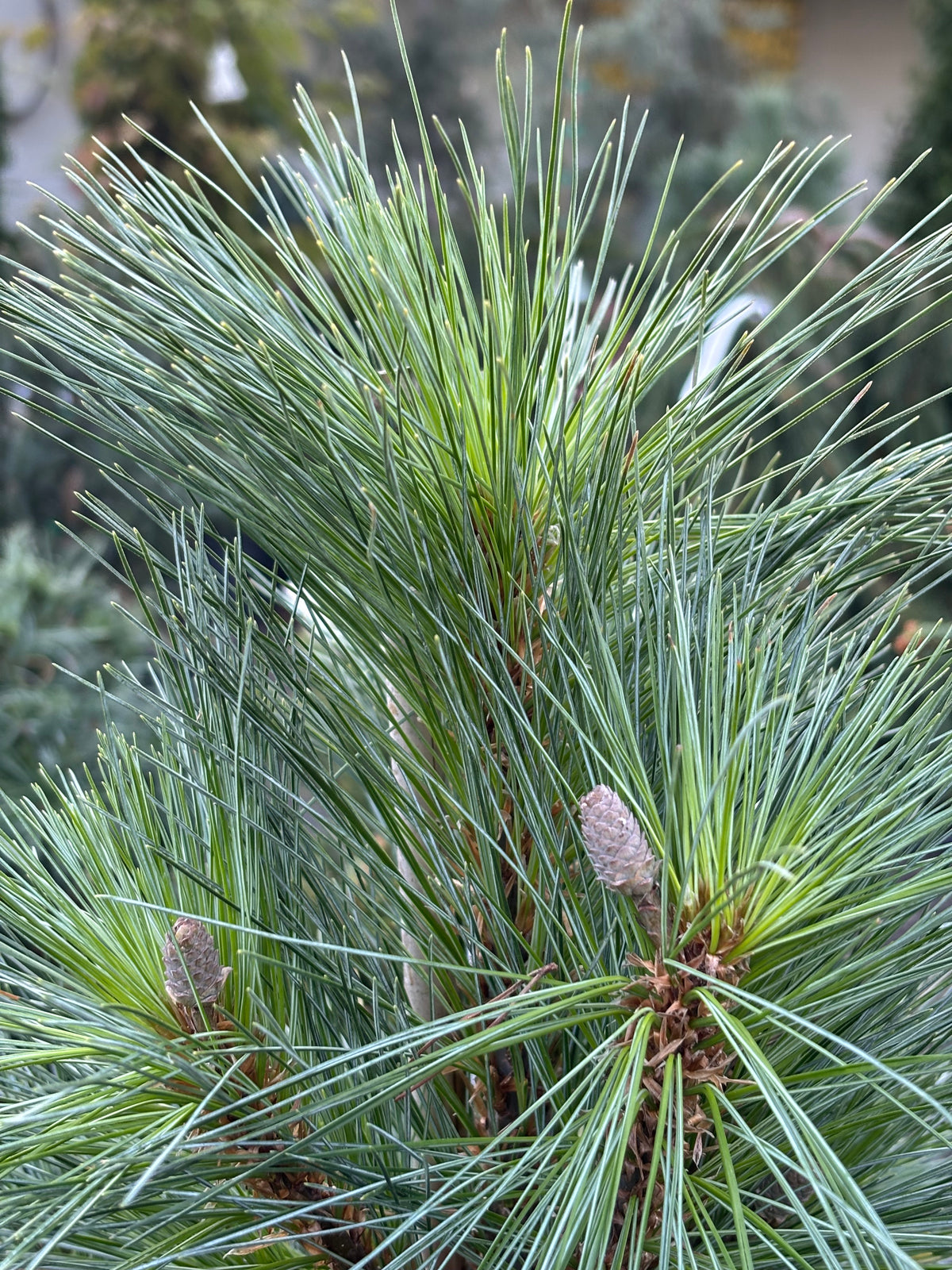 Pinus x schwerinii ‘Wiethorst’