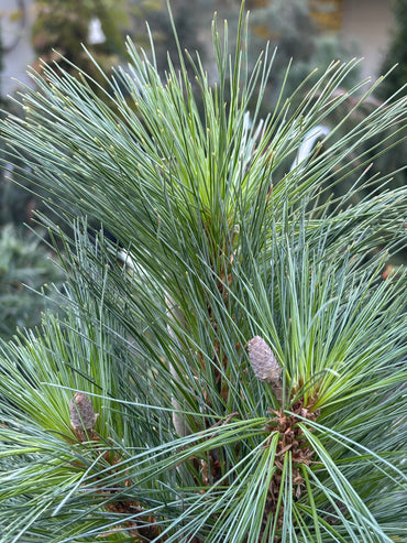 Pinus x schwerinii ‘Wiethorst’