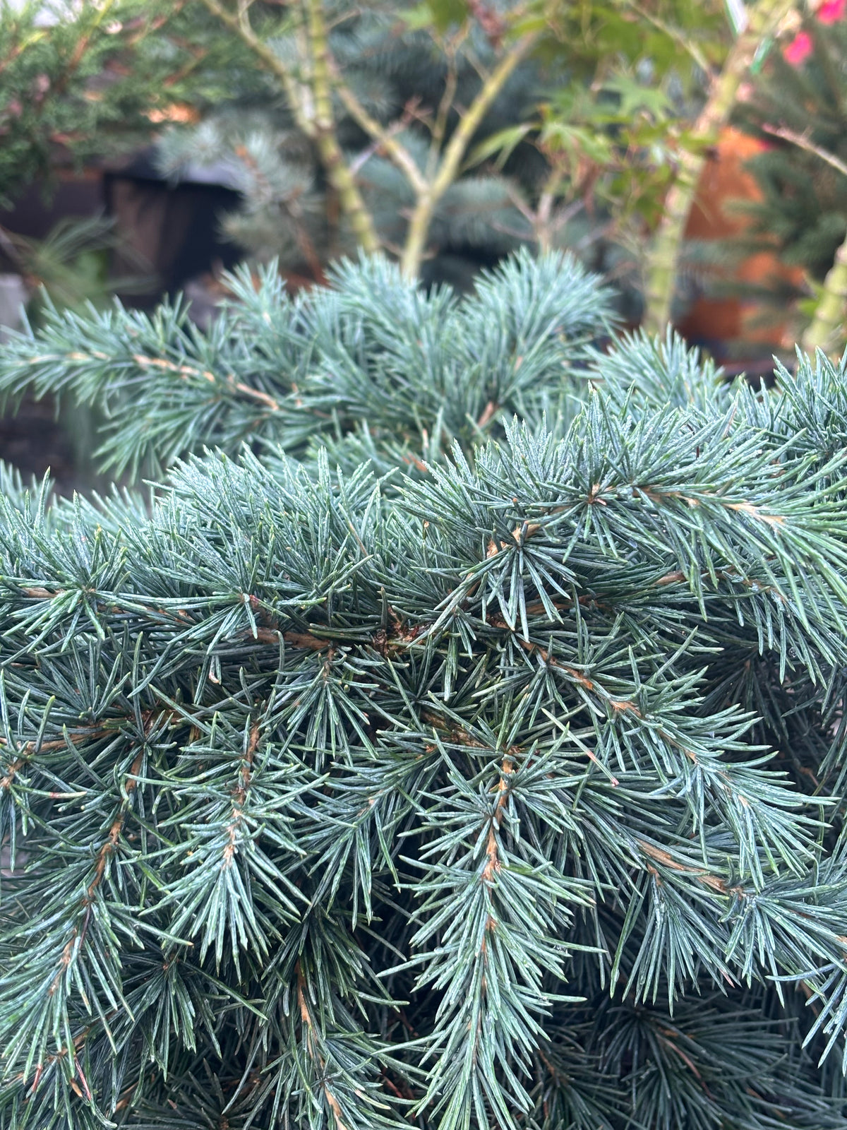 Cedrus deodara 'Prostrate Beauty'