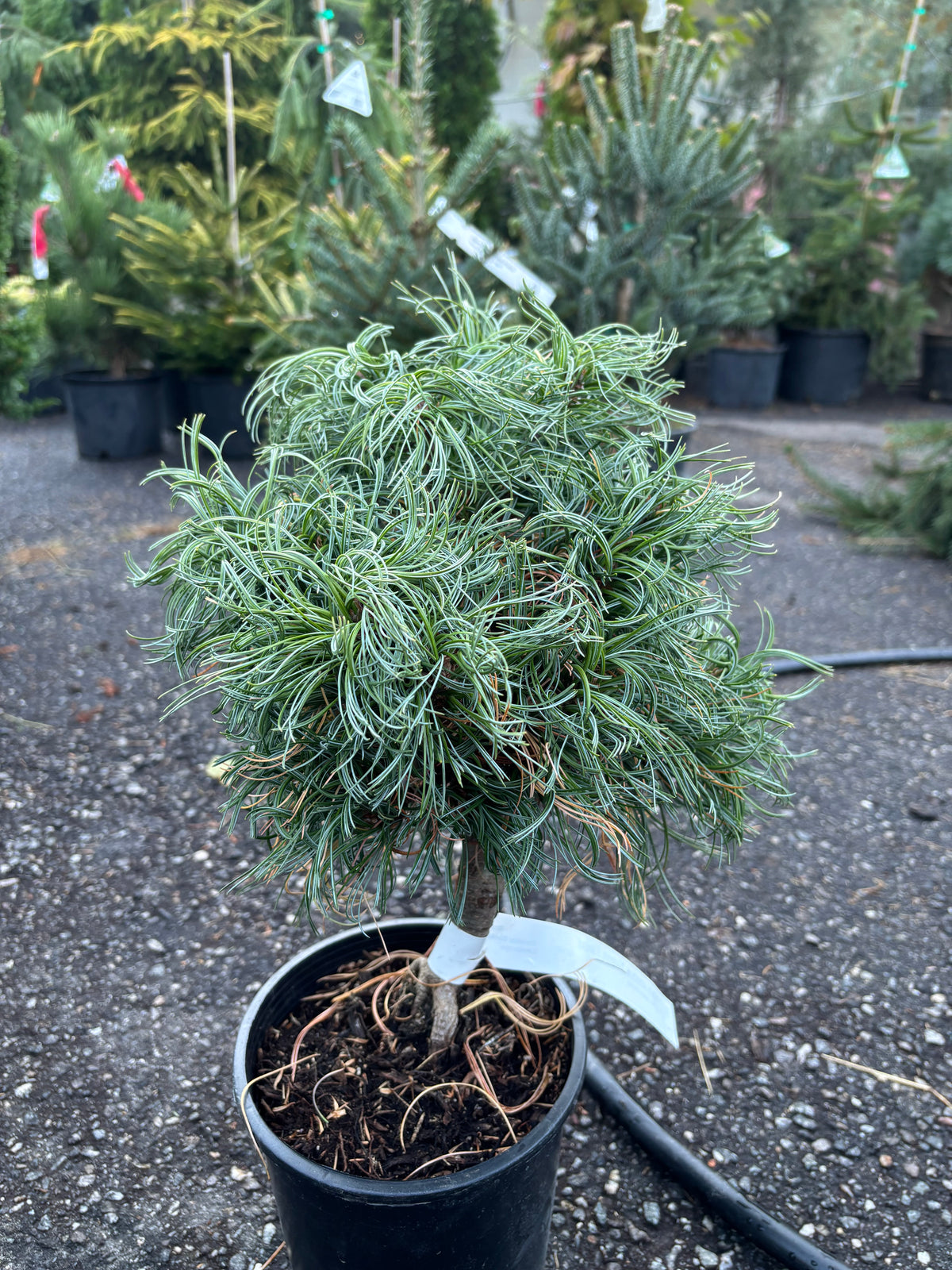 Pinus strobus ‘Green Twist’