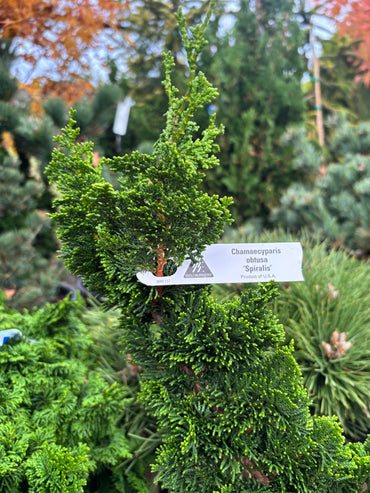 Chamaecyparis obtusa ‘Spiralis’
