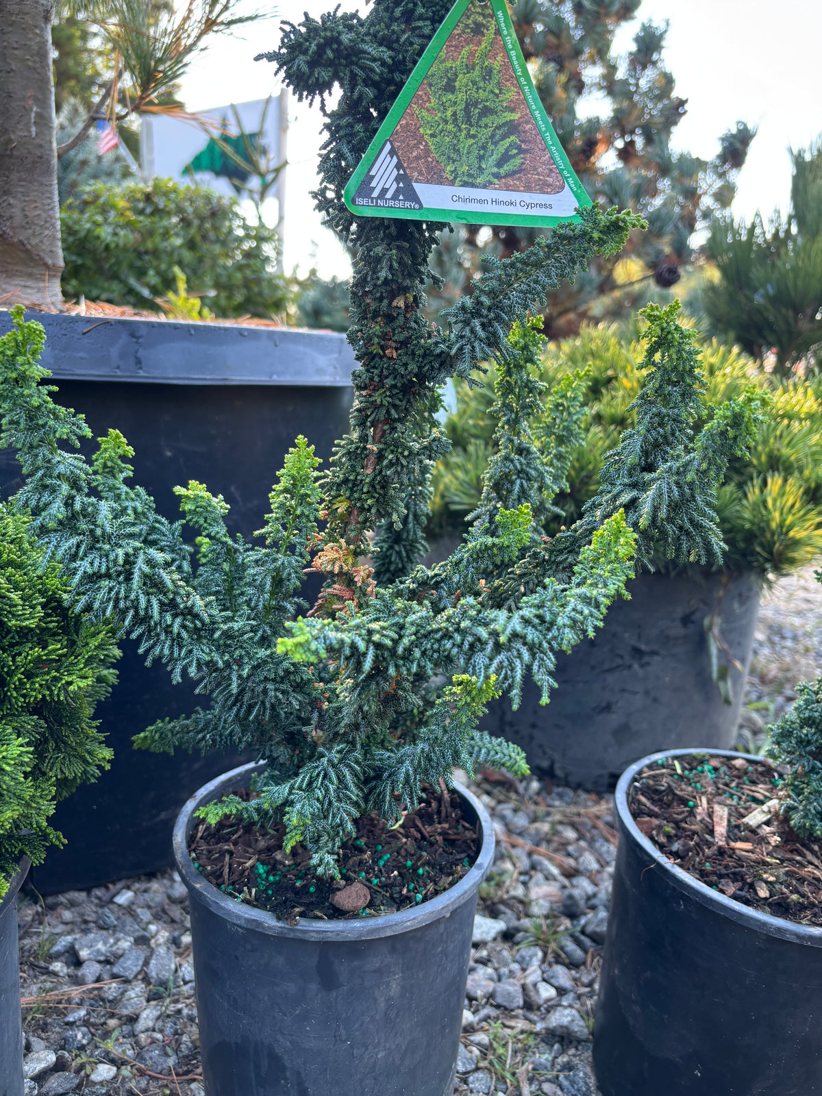Chamaecyparis obtusa ‘Chirimen’