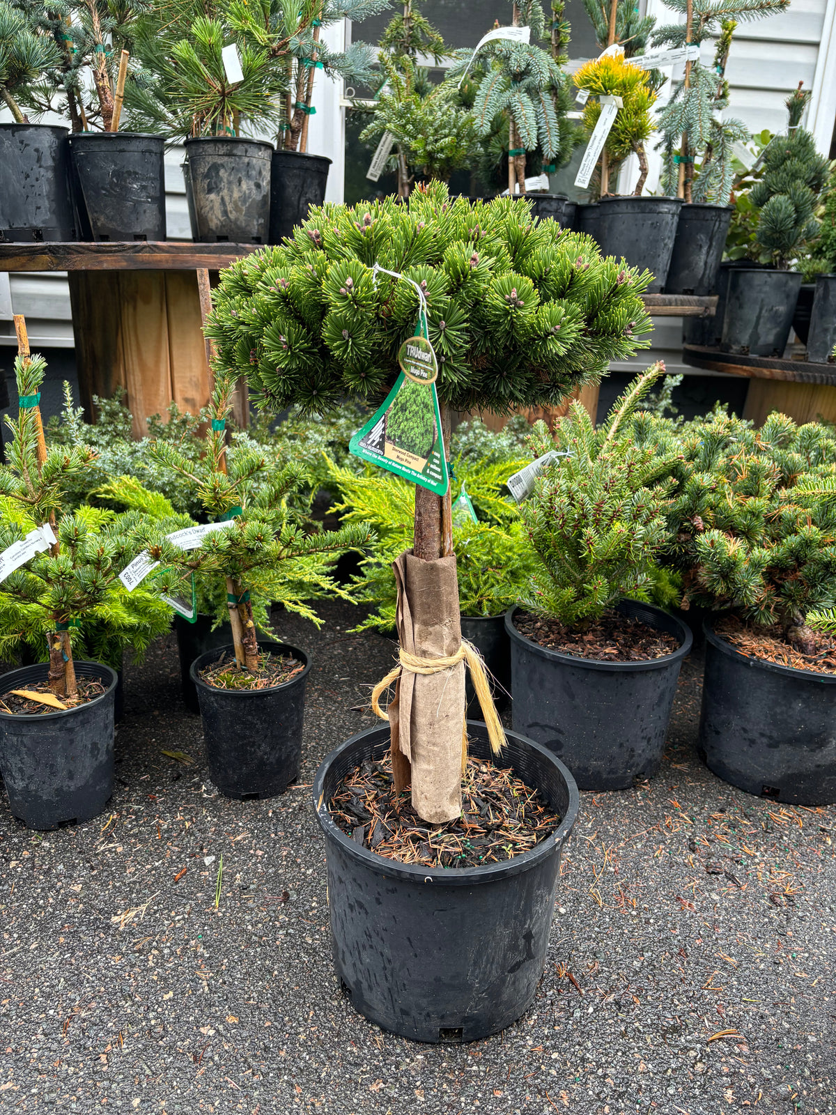 Pinus mugo ‘Sherwood Compact’