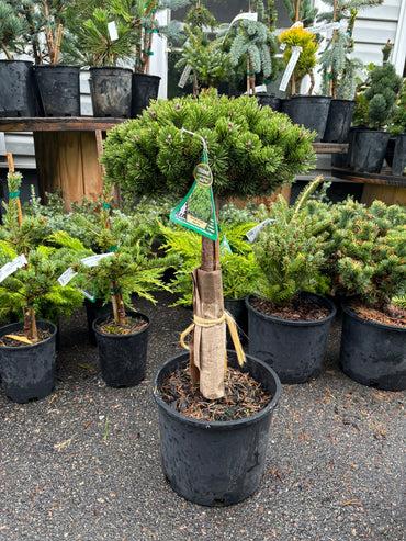 Pinus mugo ‘Sherwood Compact’