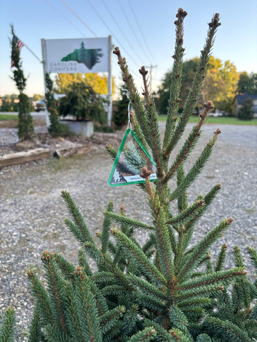 Picea glauca ‘Spring Sunshine