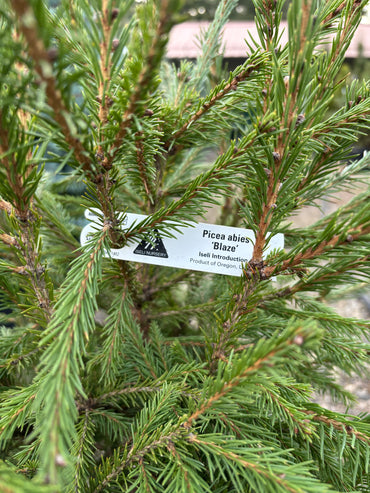 Picea abies ‘Blaze’
