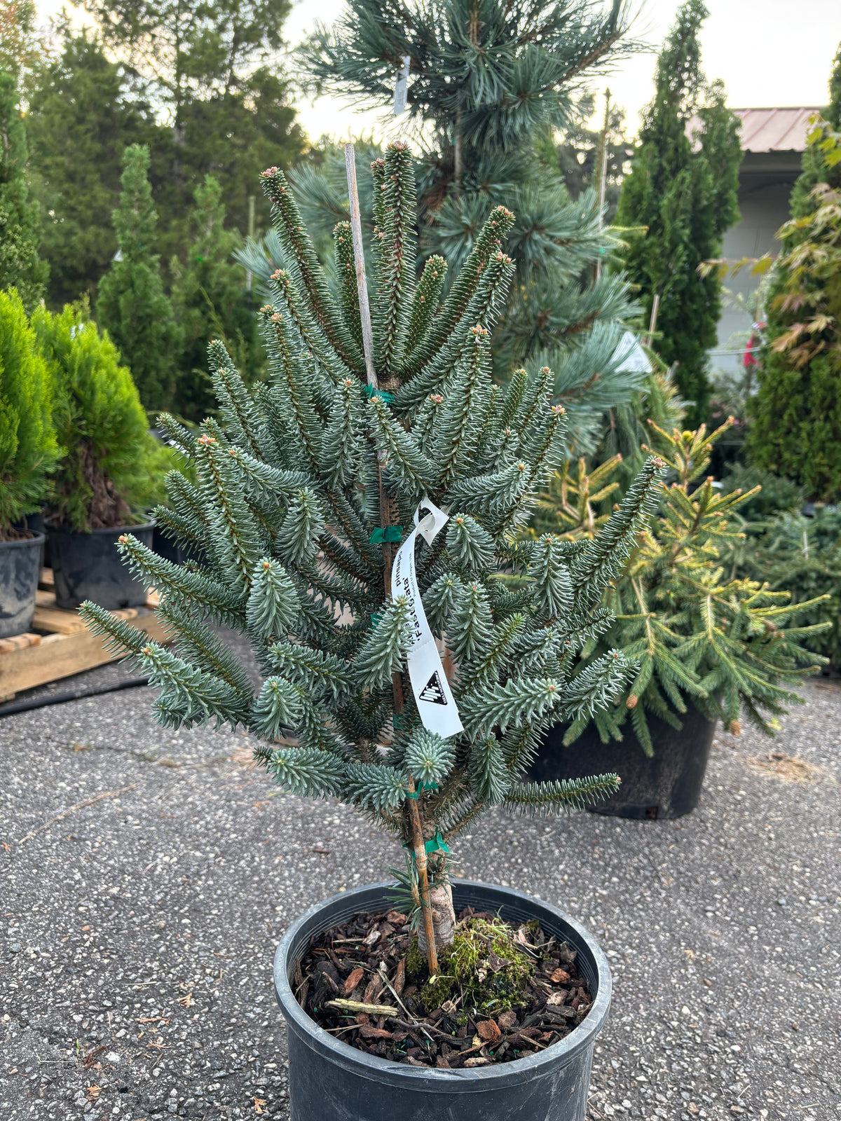 Columnar Spanish Fir