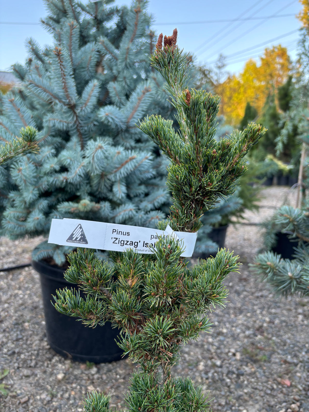 Pinus parviflora ‘Zig Zag’