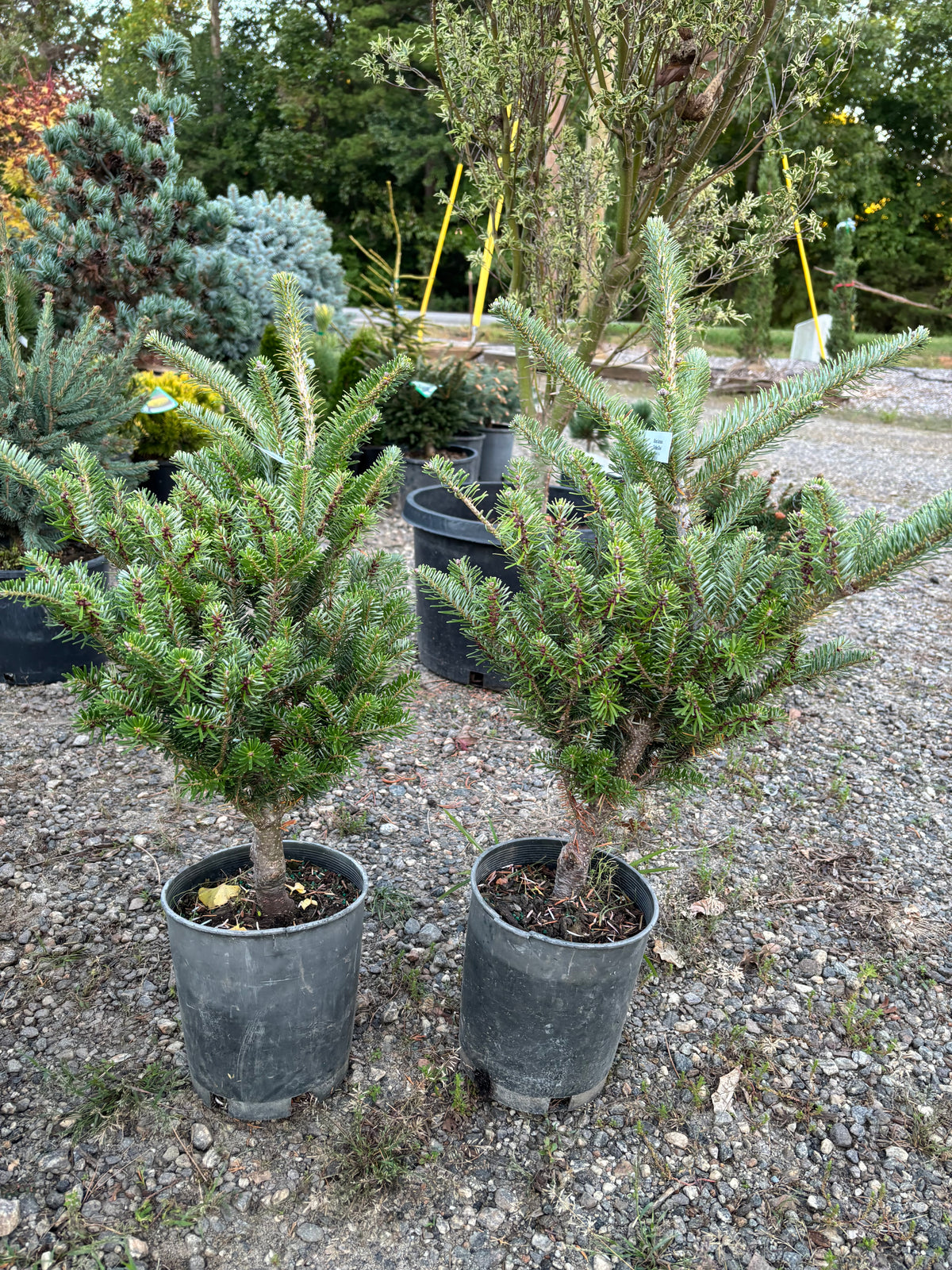 Abies Koreana ‘Golden Glow’