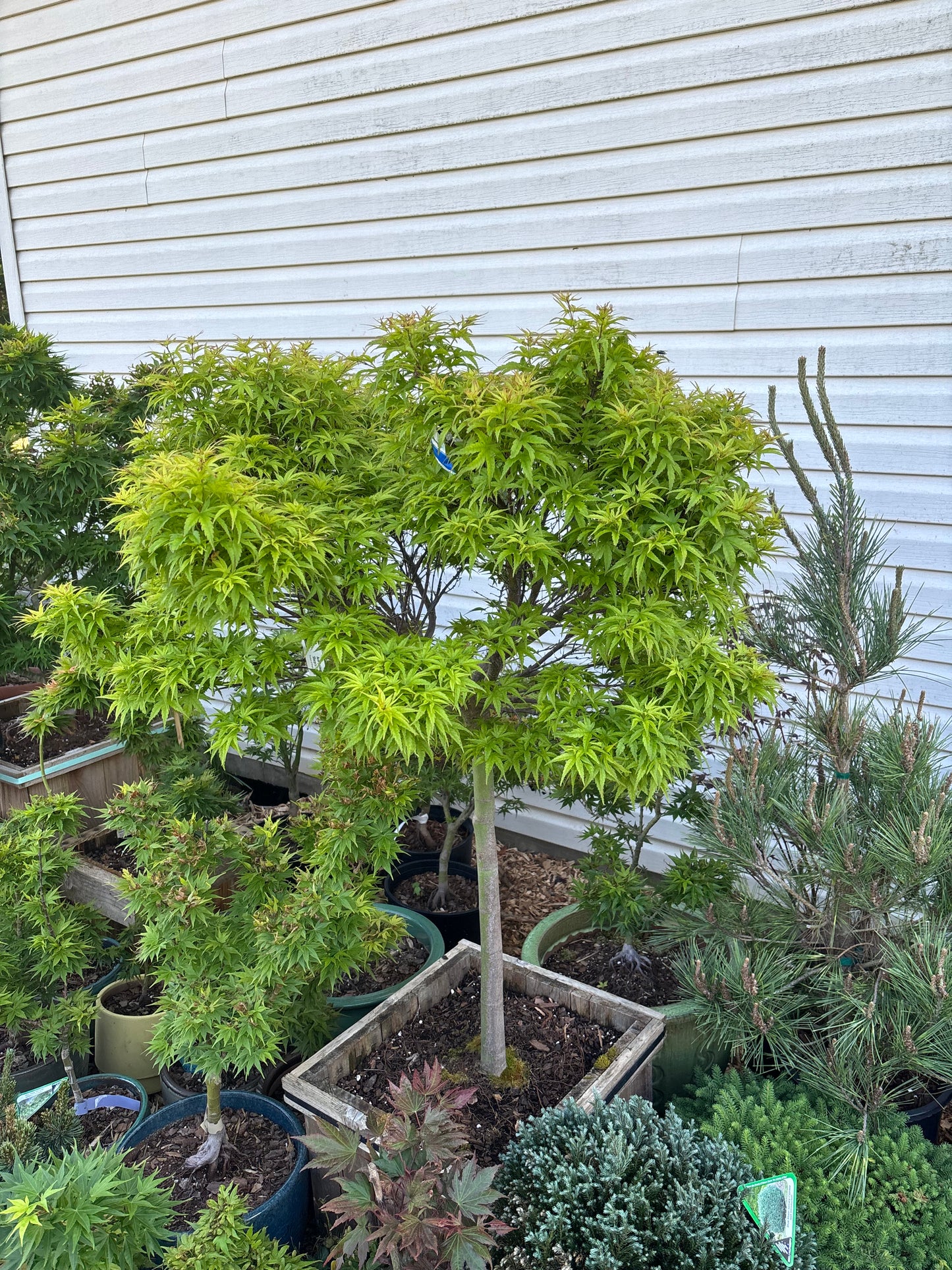 Acer palmatum ‘Sharp’s Pygmy’