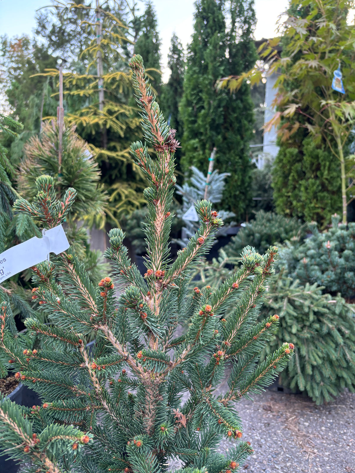 Will’s Zwerg Norway Spruce