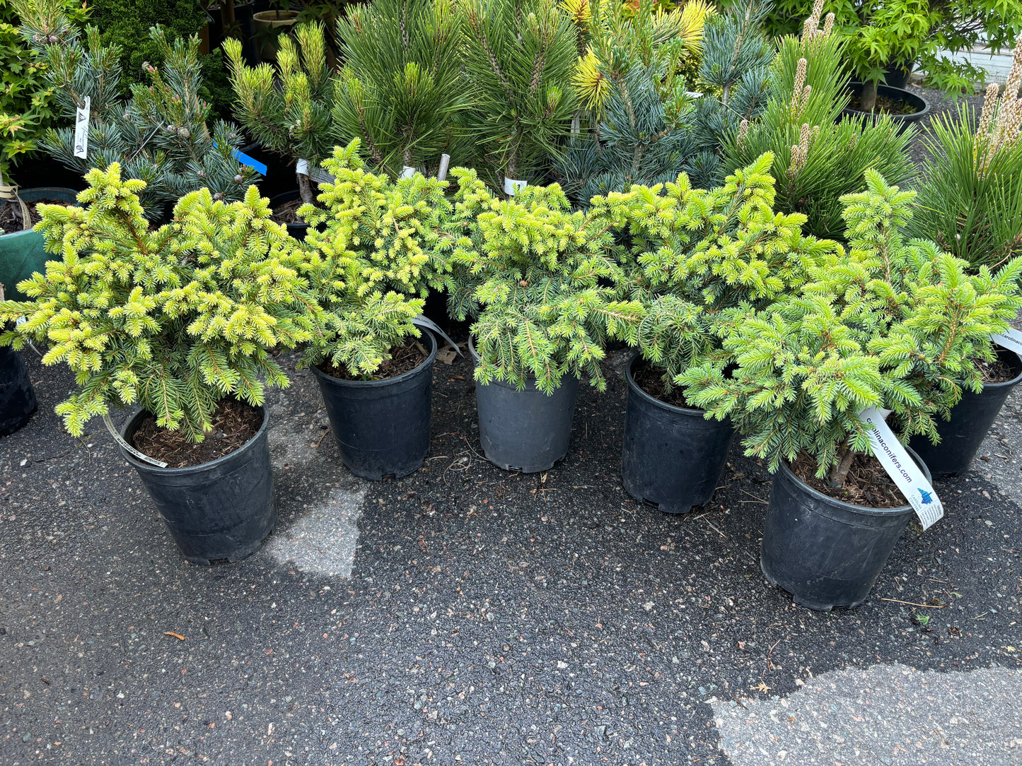 Picea abies ‘Kellerman’s Blue Cameo’