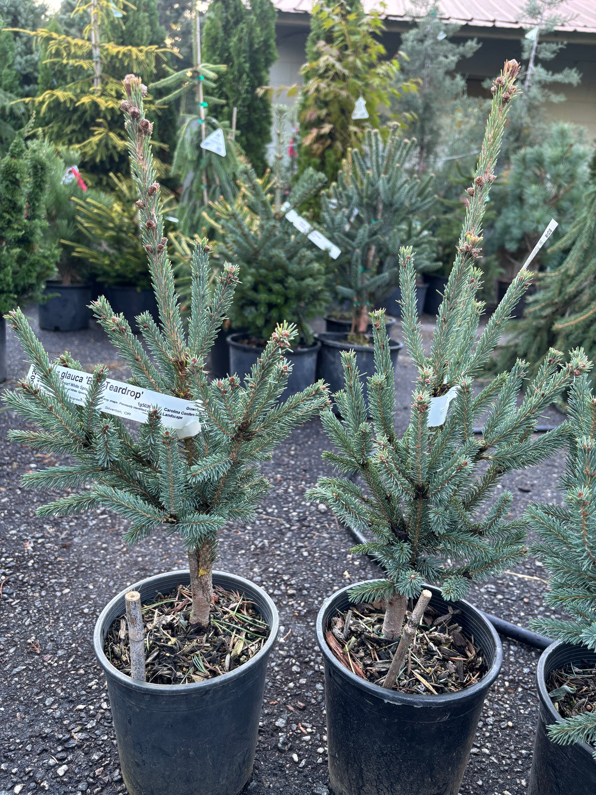 Blue Teardrop White Spruce