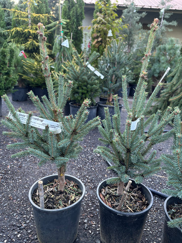 Blue Teardrop White Spruce