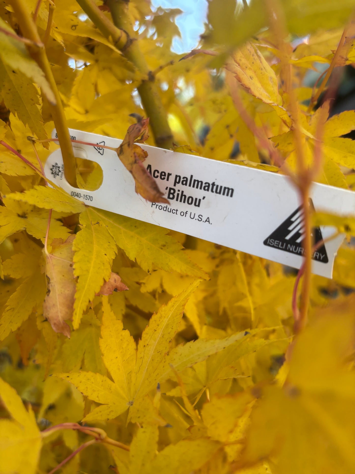 Acer palmatum 'Bihou'