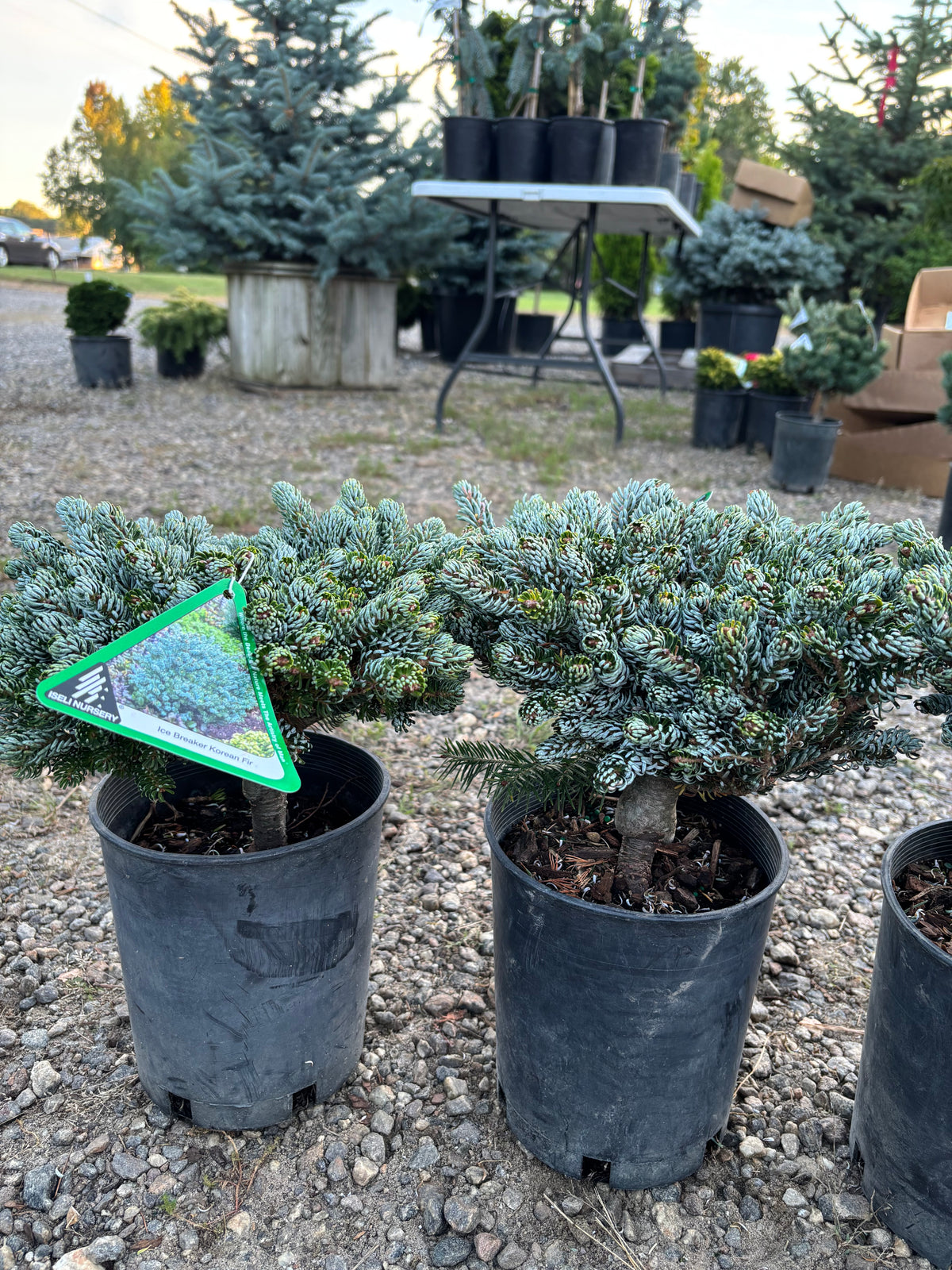 Abies koreana ‘Kohout’s Ice Breaker’