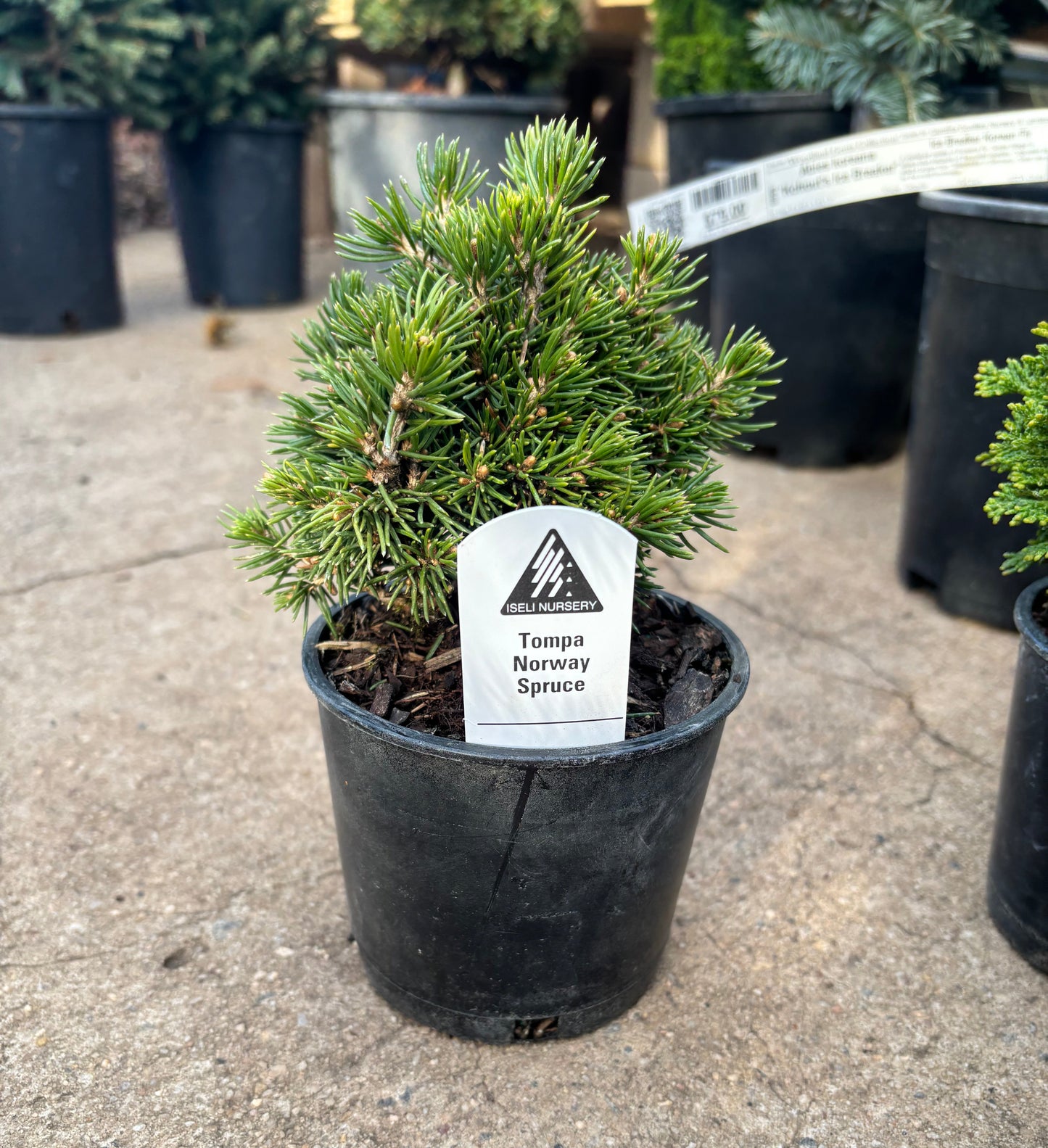 Piecea abies ‘Tompa’ Dwarf Norway Spruce