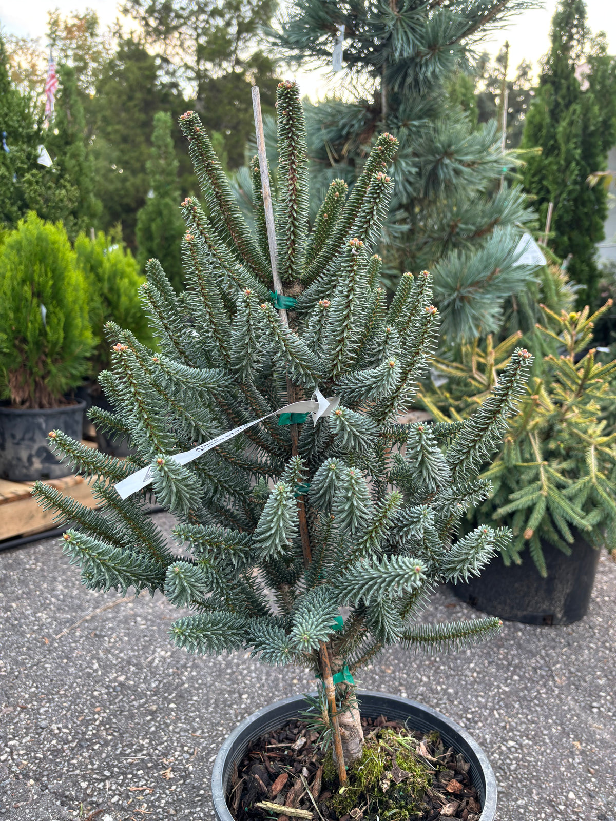 Columnar Spanish Fir