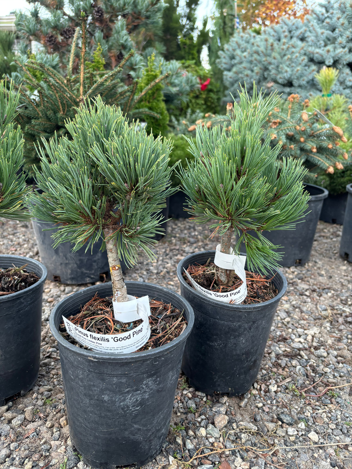 Pinus flexilis ‘Good Pine’