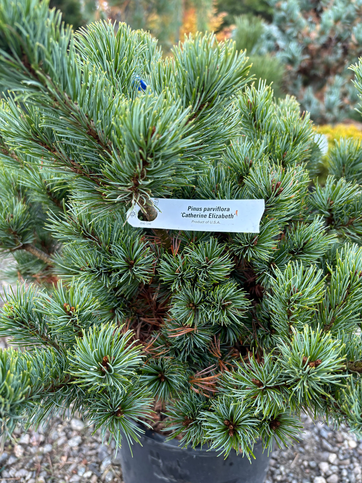 Pinus parviflora ‘Catherine Elizabeth’