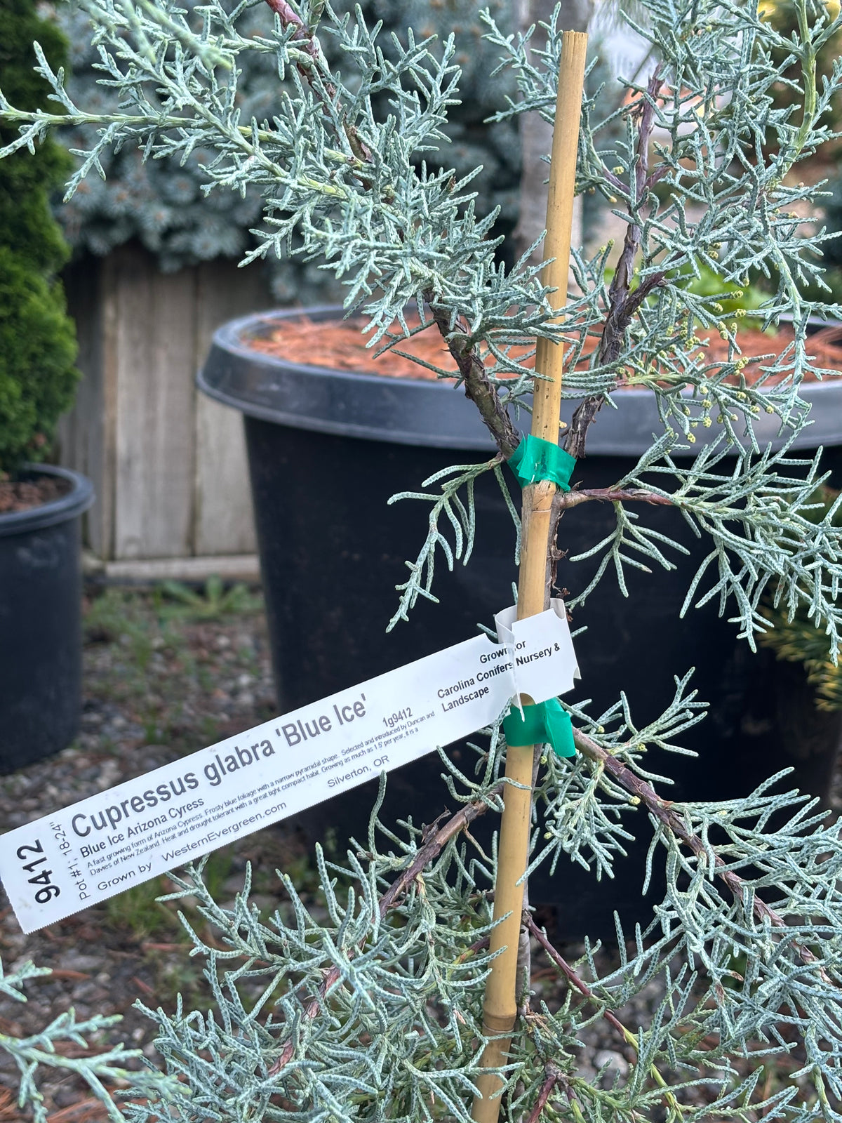 Blue Ice Arizona Cypress
