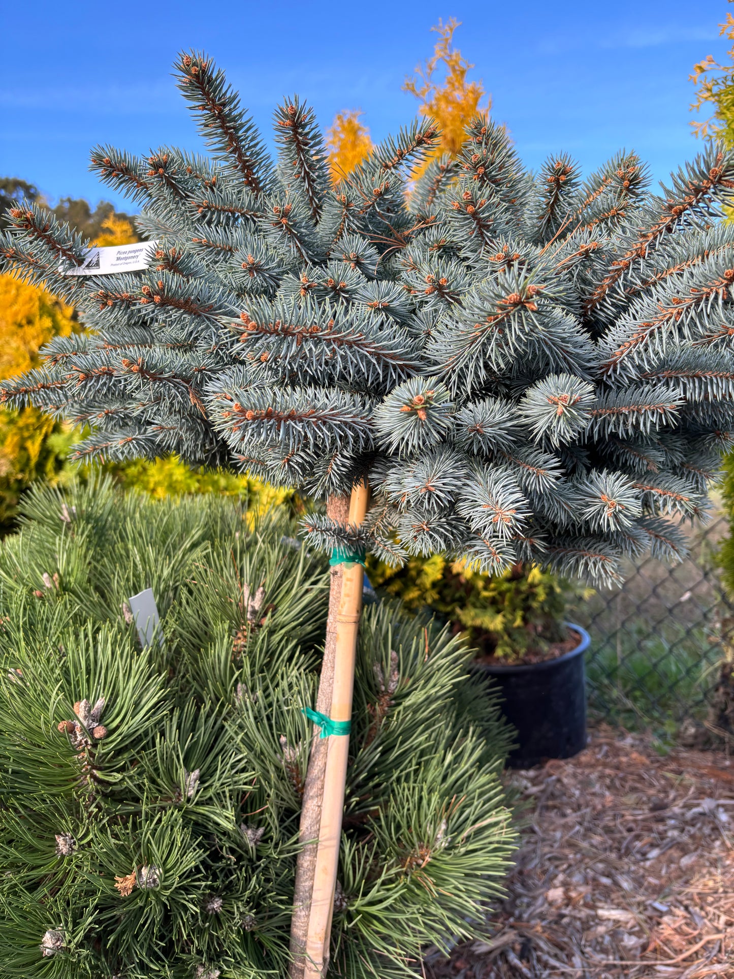Picea pungens ‘Montgomery’ Dwarf Colorado Blue Spruce
