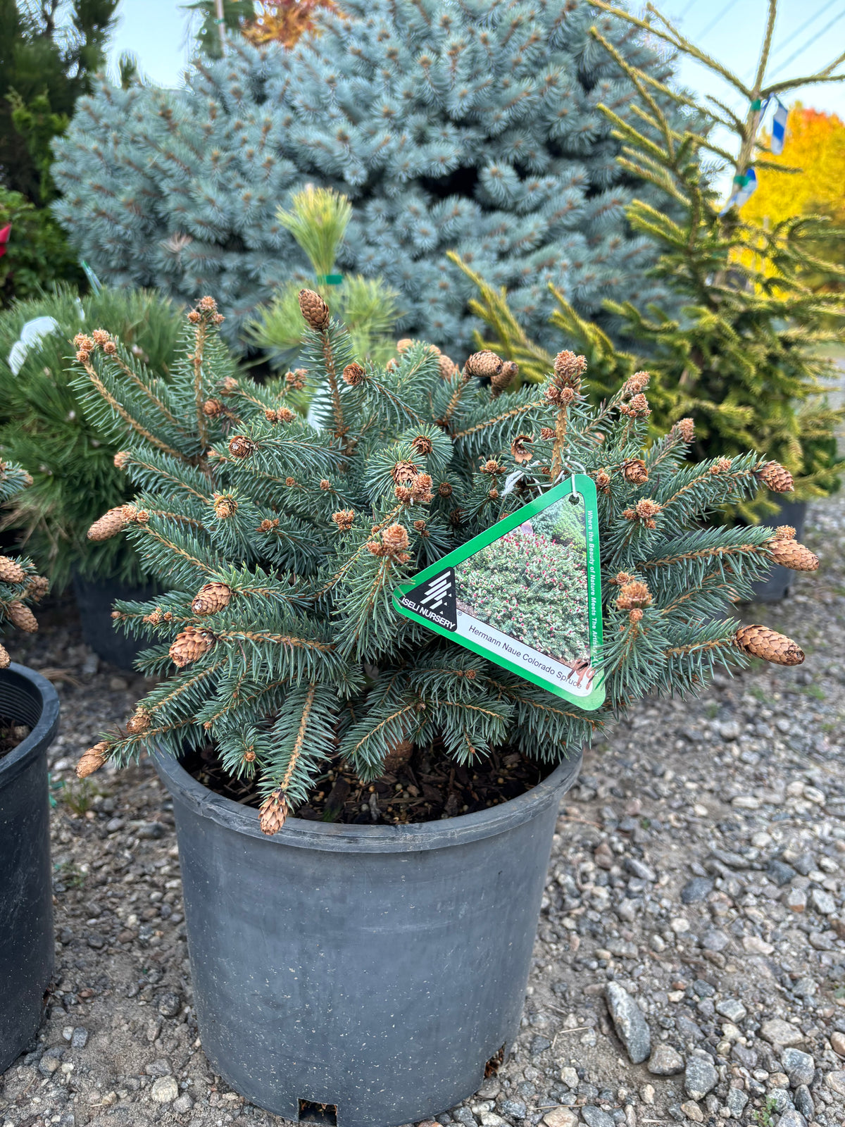Picea pungens ‘Hermann Naue’ Red Coned Colorado Blue Spruce