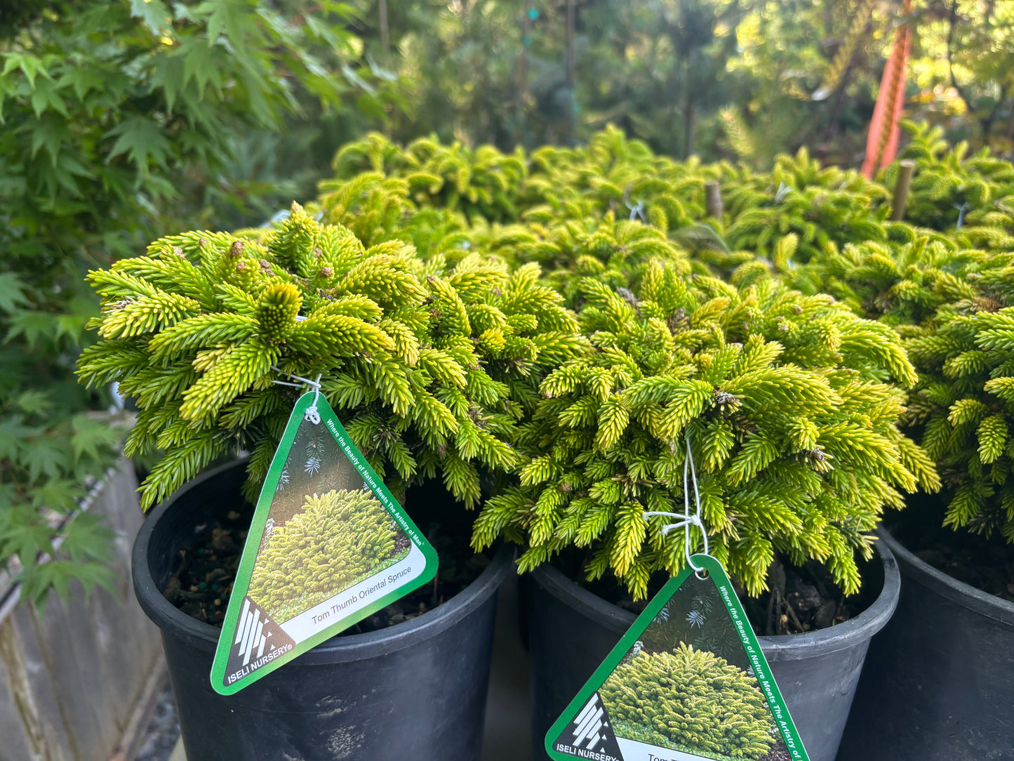 Picea orientalis ‘Tom Thumb’