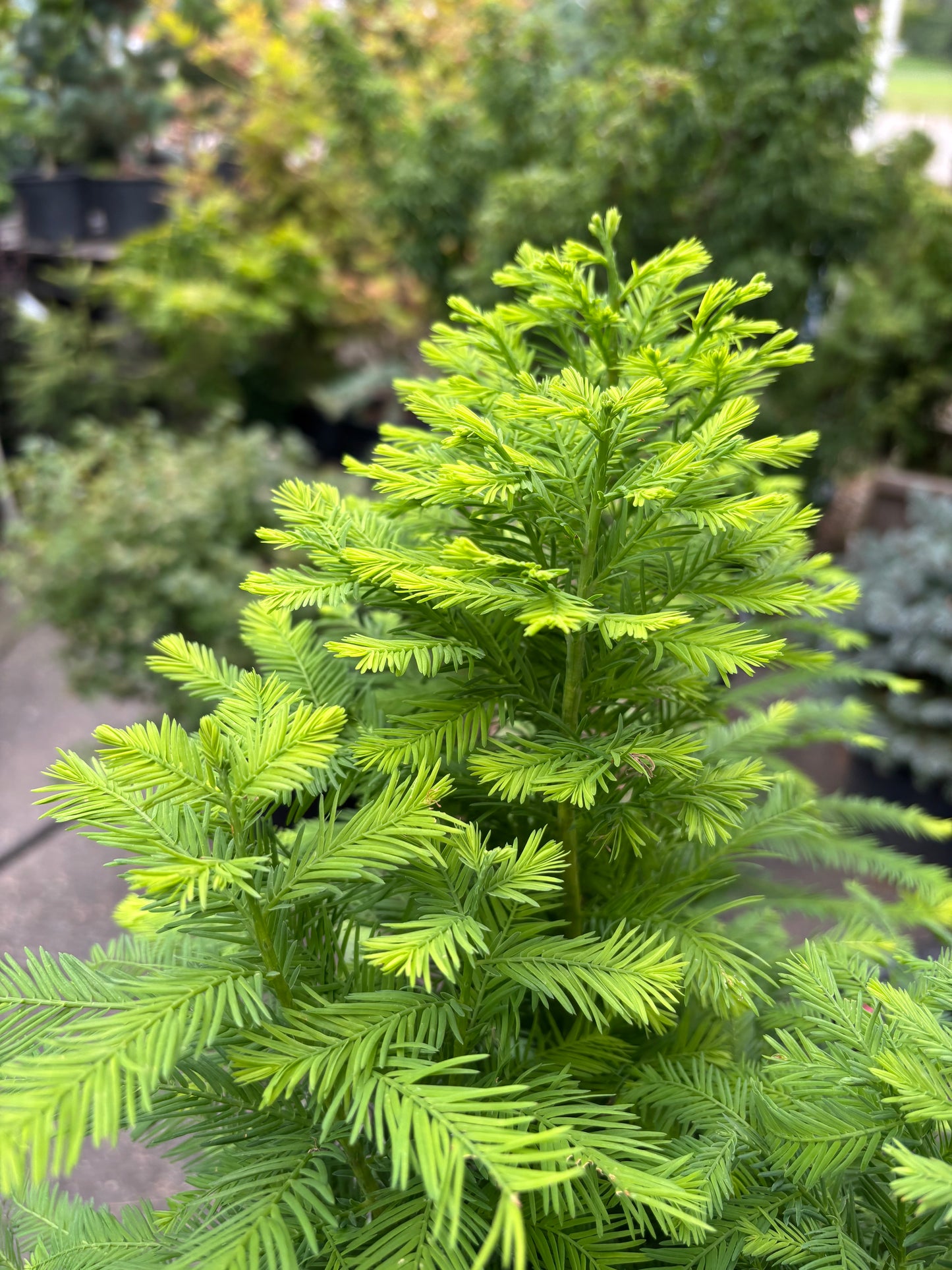 Peve Minaret Bald Cypress