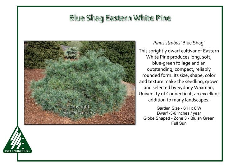 Pinus strobus ‘Blue Shag’