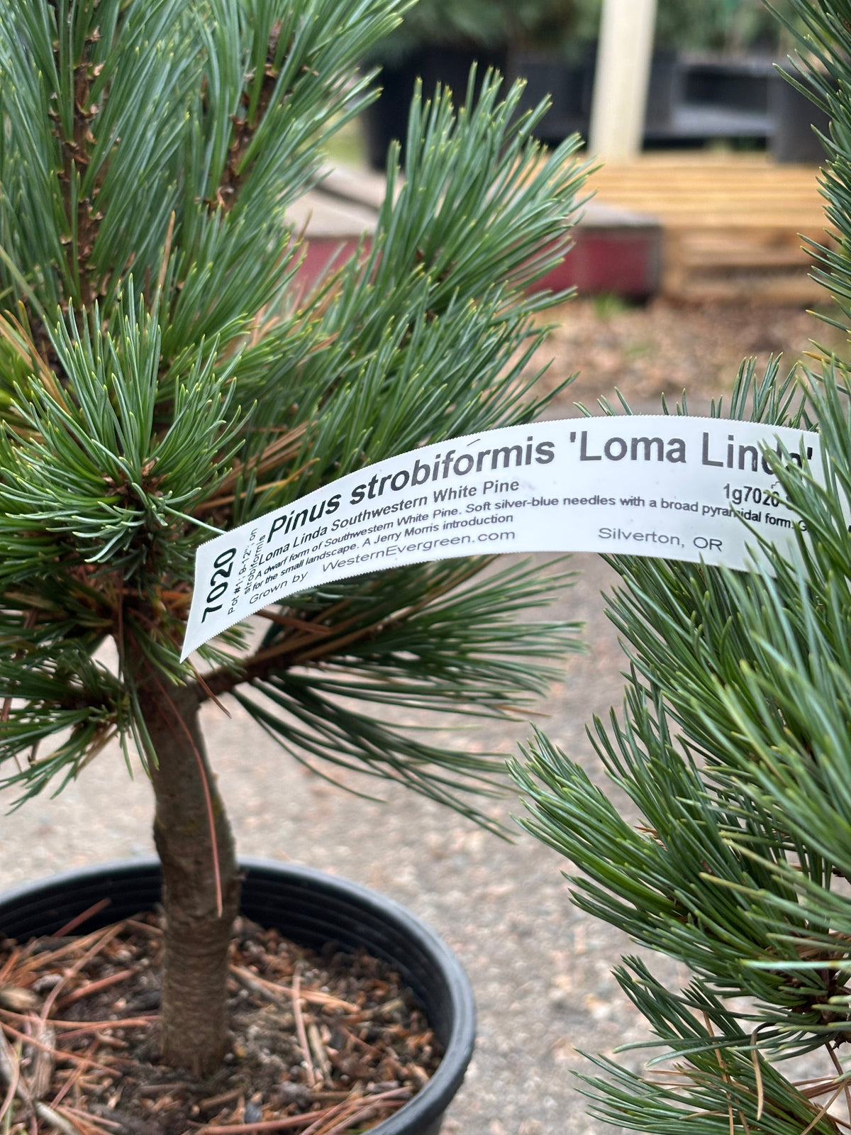 Pinus strobiformis ‘Loma Linda’