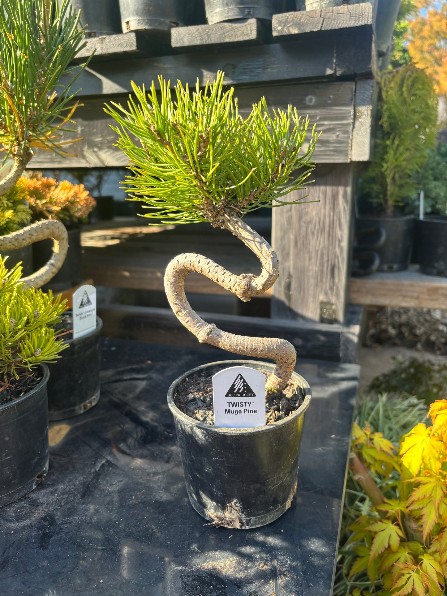 Pre bonsai pine package 4 count